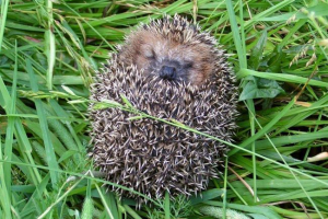 Для яких hedgehog голки? Для яких hedgehog голки?