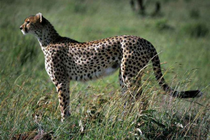 Денні тварини та рослини Денні тварини та рослини