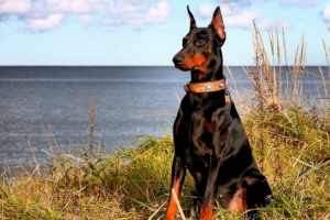 Доберман Доберман