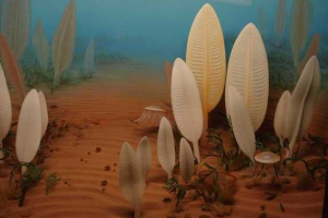 Precambria або cryptose Precambria або cryptose