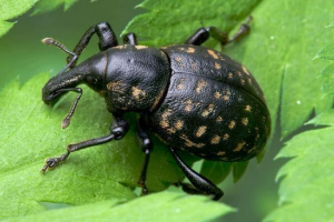 Жвавик Жвавик