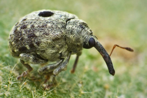 Weevils або слони - рослинні шкідники Weevils або слони - рослинні шкідники