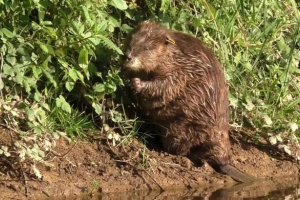 Довгоочікуваний вигляд біових дітей в англії Довгоочікуваний вигляд біових дітей в англії