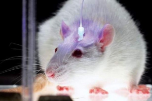 Головна щури: різноманітність порід та поради щодо вмісту Головна щури: різноманітність порід та поради щодо вмісту