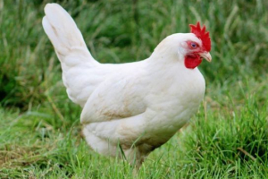 Птиця Птиця