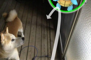 Домашні тварини дивляться покемон Домашні тварини дивляться покемон