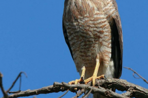 Дорожній канюк Дорожній канюк