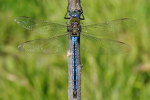 Імператорські рушники - найбільша бабка росії Імператорські рушники - найбільша бабка росії