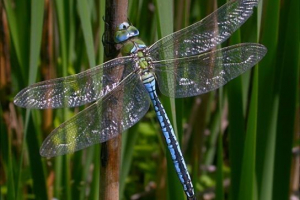Комахи червоної книги Комахи червоної книги