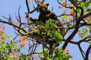 Woody benke capight: місця проживання, зовнішній вигляд Woody benke capight: місця проживання, зовнішній вигляд