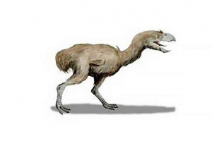 Старовинні птахи викопували - перегляди, опис, факти та фотографії доісторичних птахів Старовинні птахи викопували - перегляди, опис, факти та фотографії доісторичних птахів