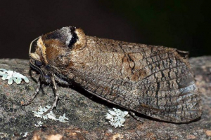 Енвелл без запаху - нічна метелик Енвелл без запаху - нічна метелик