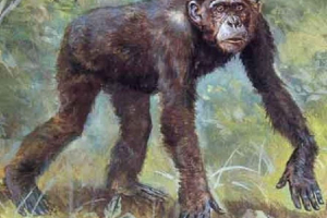 Дріопітек - вимерлий предк людини Дріопітек - вимерлий предк людини