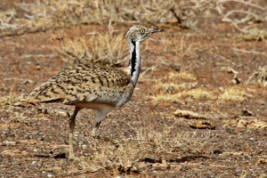 Краса красу (wychi) Краса красу (wychi)