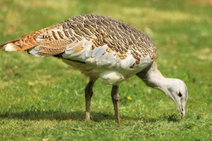 Суперечка Суперечка