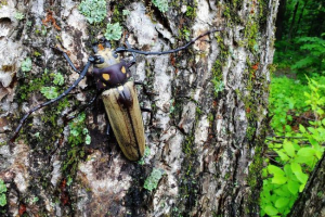 Запит роварівни - викопна комаха Запит роварівни - викопна комаха