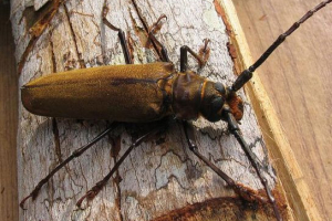 Лісовий релікт Лісовий релікт