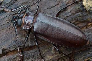 Woodcase-titanium Woodcase-titanium