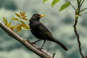 Молоток Молоток