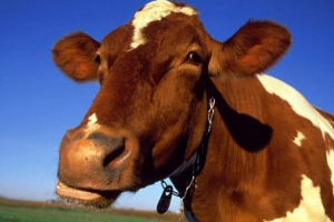 Аварія в кузбасі: мотоцикліст зіткнувся з коровою Аварія в кузбасі: мотоцикліст зіткнувся з коровою