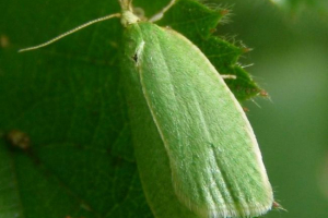 Дубовий ноутбук - зелений. Середовища існування та способу життя. Дубовий ноутбук - зелений. Середовища існування та способу життя.