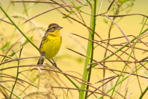 Дубровнік - педагог на вокалі для канарських Дубровнік - педагог на вокалі для канарських