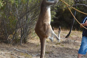 Два австралійцях і кенгуру з водяним поливу Два австралійцях і кенгуру з водяним поливу