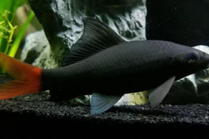 Двокольоровий labo Двокольоровий labo