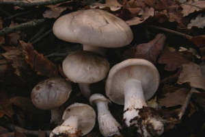 Димні казки (сірий) Димні казки (сірий)