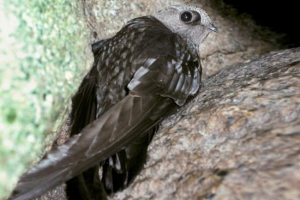 Димчачі голки - птах - ферк Димчачі голки - птах - ферк