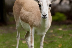 Ярань Ярань