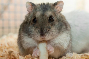 Джунгарський хам'як Джунгарський хам'як