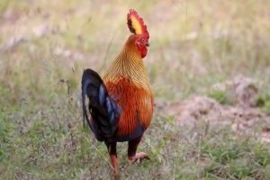 Курятина джунглів (банківський півень) - священний сонячний птах Курятина джунглів (банківський півень) - священний сонячний птах