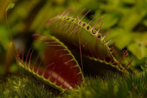 Топ-10 найнебезпечніших рослин у світі Топ-10 найнебезпечніших рослин у світі