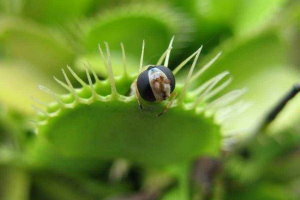 Гарноиродні рослини - типи, назви, їжа, опис та фото Гарноиродні рослини - типи, назви, їжа, опис та фото