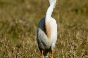 Єгипетська чапля - біла витончена пта Єгипетська чапля - біла витончена пта