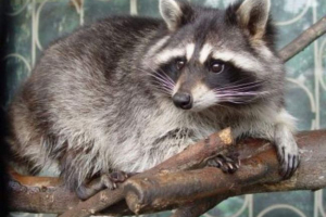 Гонковий гурманин оселився на окраїнi сан-франциско Гонковий гурманин оселився на окраїнi сан-франциско