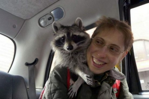 Єнот мелані - що таке розумна крихта Єнот мелані - що таке розумна крихта