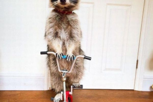 Raccoon melanie Raccoon melanie