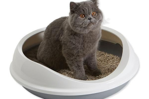 Якщо у вас є cat незабаром з'являються Якщо у вас є cat незабаром з'являються