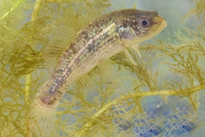 Європейська євдошка, опис, фото дрібної кицьки Європейська євдошка, опис, фото дрібної кицьки