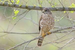 Європейський тівік Європейський тівік