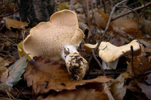 Jowk - види та фотографії грибів Jowk - види та фотографії грибів