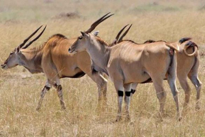 Факти про cannes antofa Факти про cannes antofa