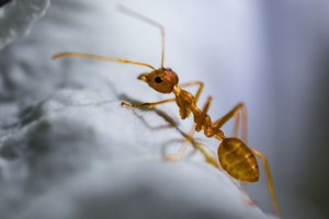 Фараон Фараон