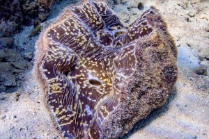 Порцеляновий молюск з вишуканим раковиною Порцеляновий молюск з вишуканим раковиною