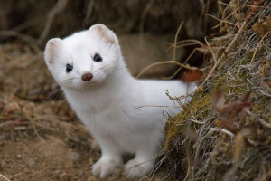 Фауна підземне царство: хто живе під нашими ногами? Фауна підземне царство: хто живе під нашими ногами?