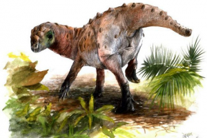 Ферганцефаль Ферганцефаль