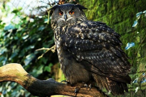 Філін - вид та опис Філін - вид та опис