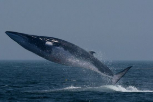 Франваль Франваль
